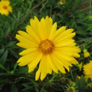 coreopsis lanceolata lutea